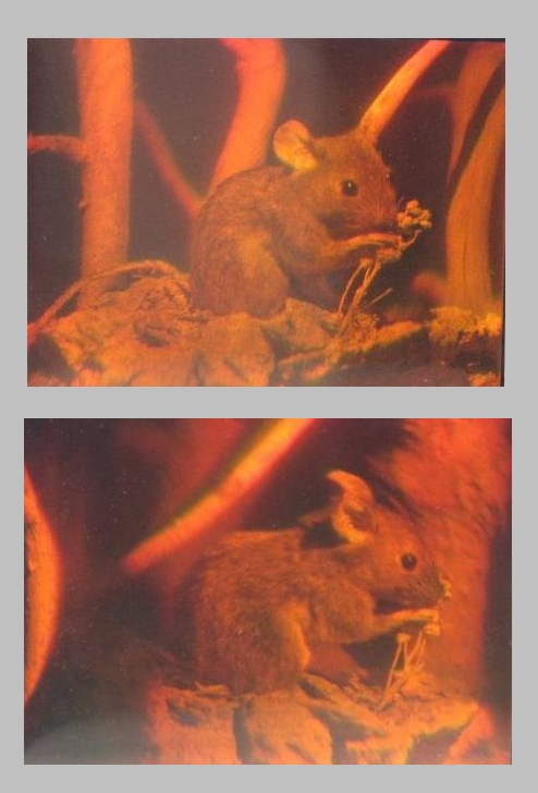 Holographic projection technology demonstration