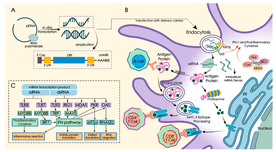 Diagram of lipid nanoparticle mRNA vaccine mechanism