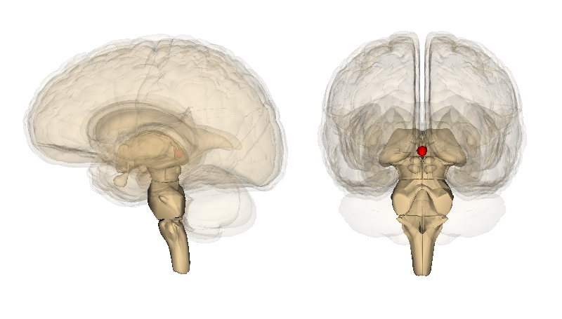 MRI scan showing the location of the pineal gland in the human brain